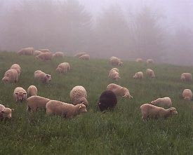 nekima služe za spavanje, a nekima za glasanje